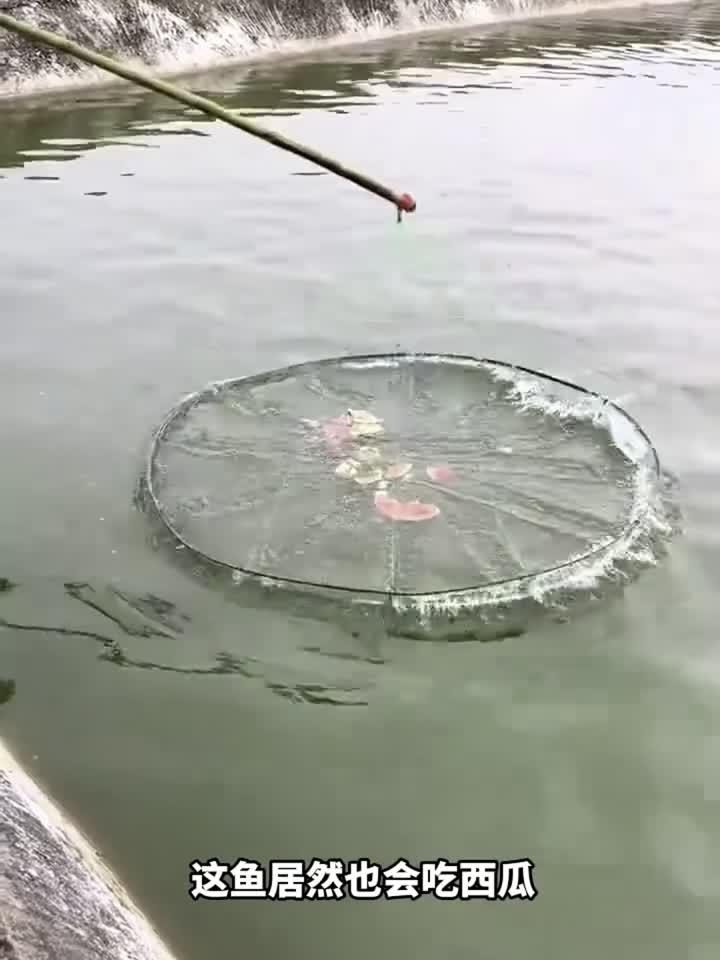 西瓜制作捕鱼神器