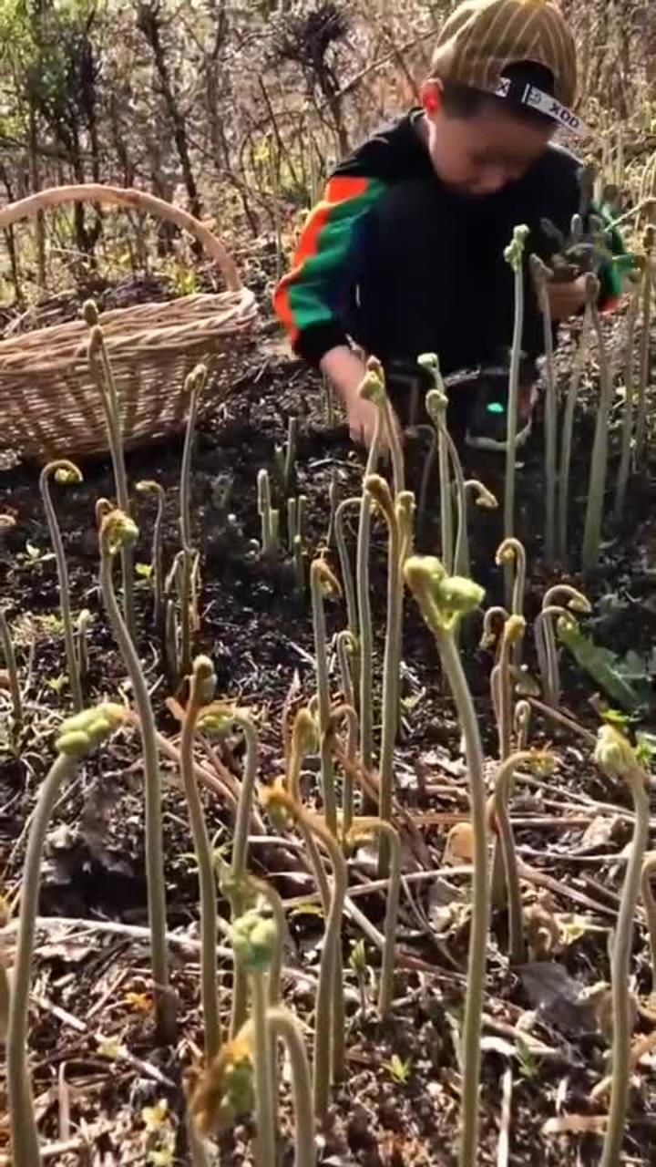 一直认为蕨菜根是最可爱的植物,在蚂蚁的眼里它们就是参天大树吧