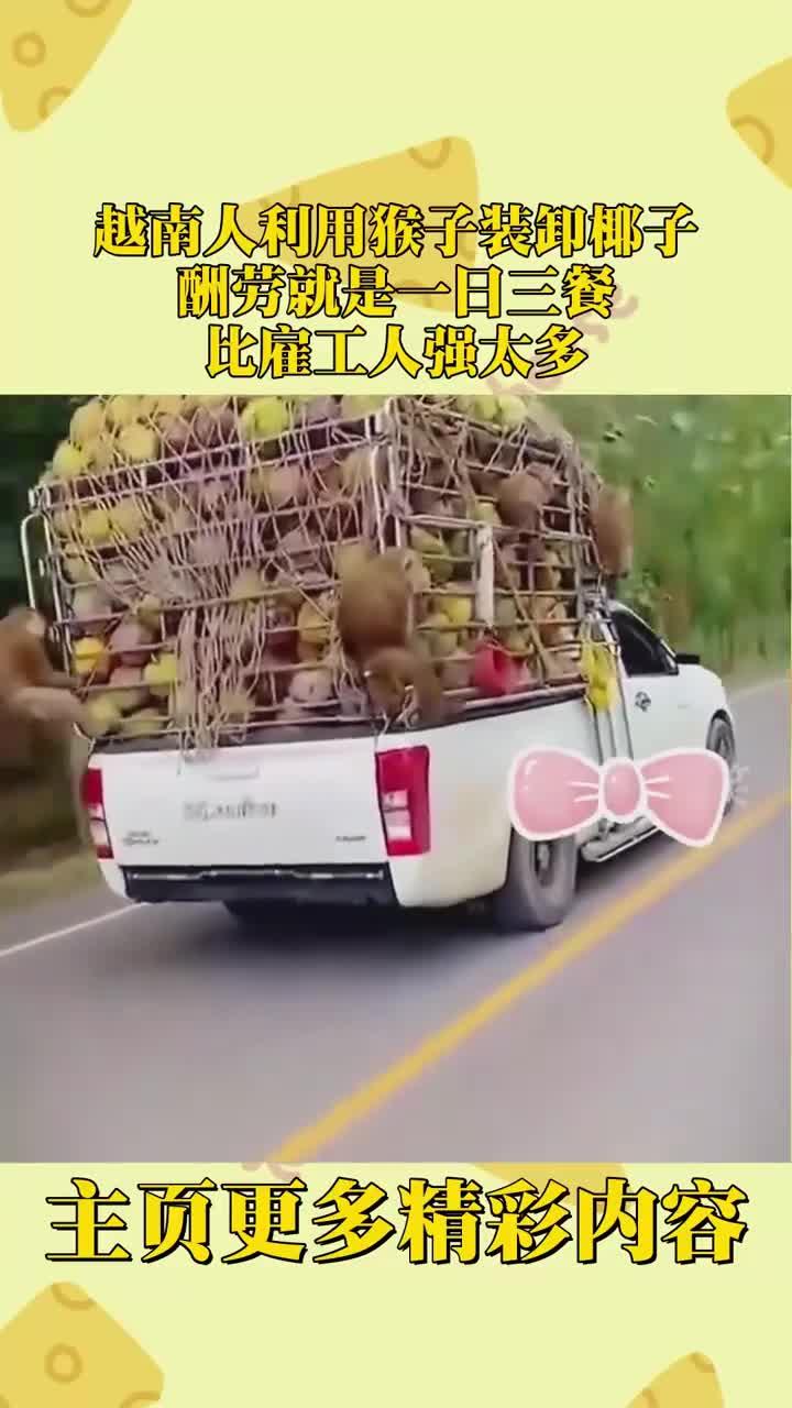 越南人利用猴子装卸椰子,酬劳就是一日三餐,比雇工人强太多