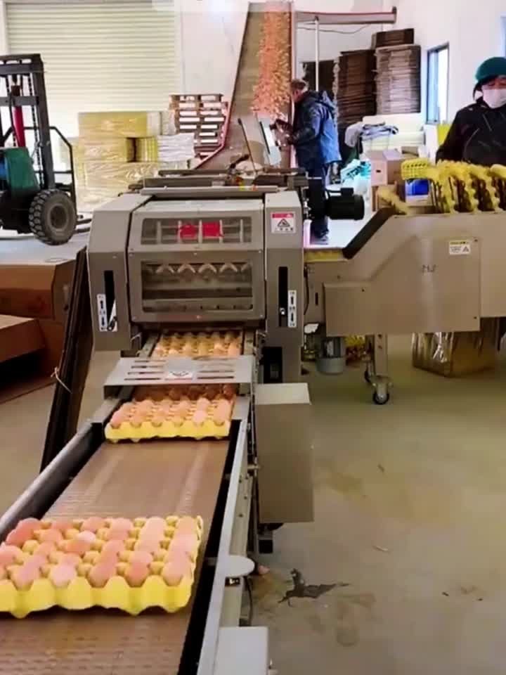 鸡蛋自动装托 蛋托机 非标自动化 自动化 自动装托