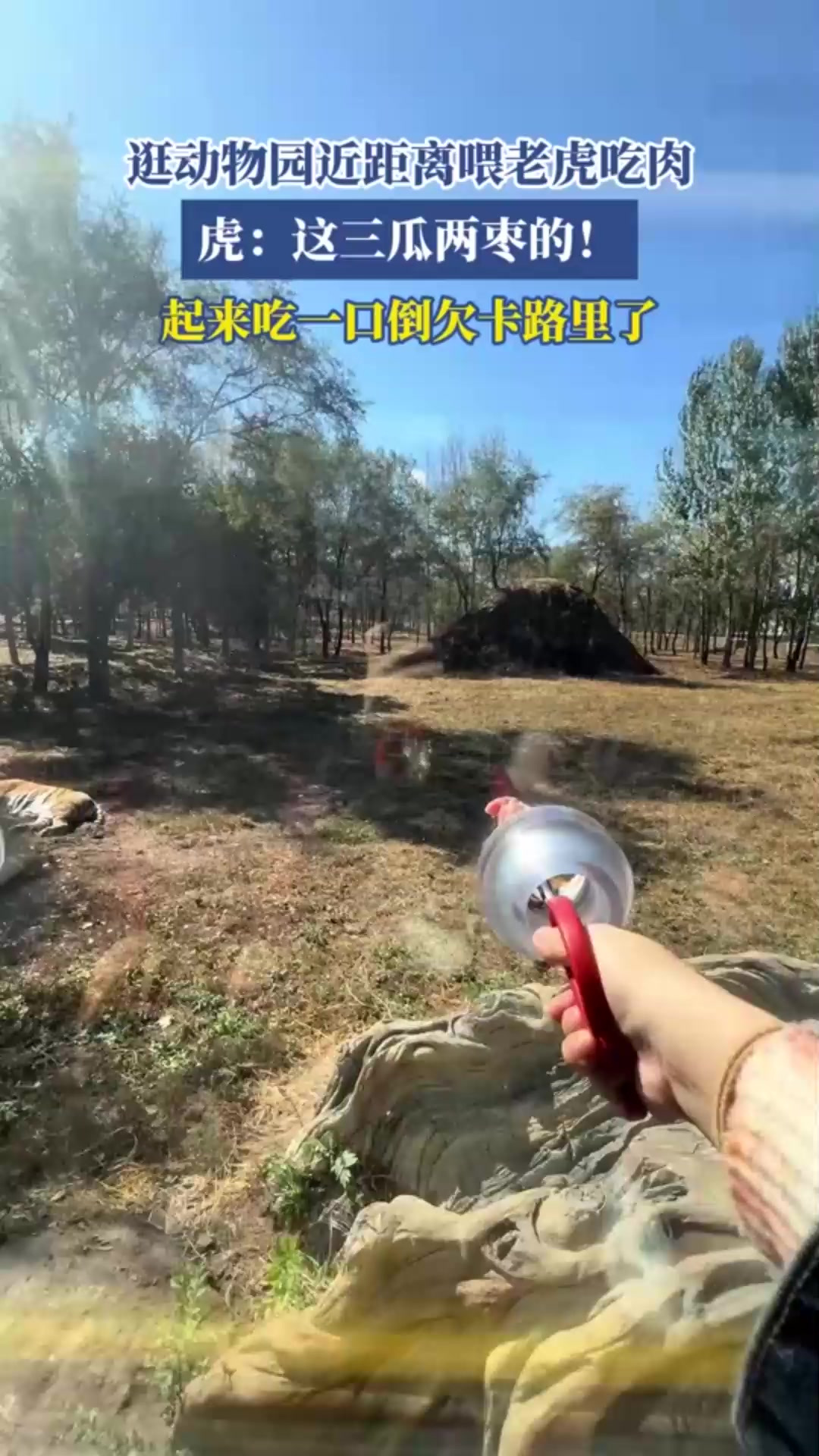 逛园喂老虎吃肉,虎:这三瓜两枣的!起来吃一口倒欠卡路里了