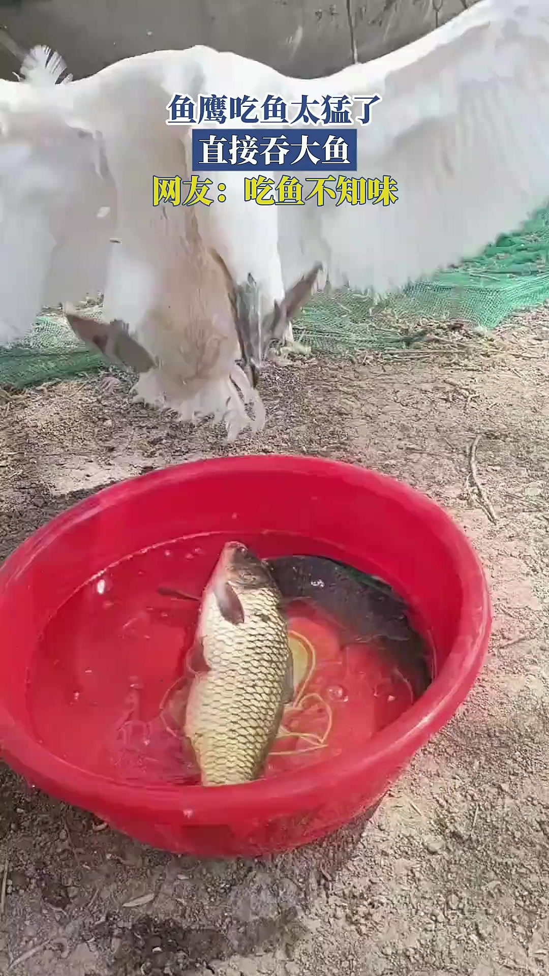 鱼鹰吃鱼太猛了,直接吞大鱼,网友:吃鱼不知味
