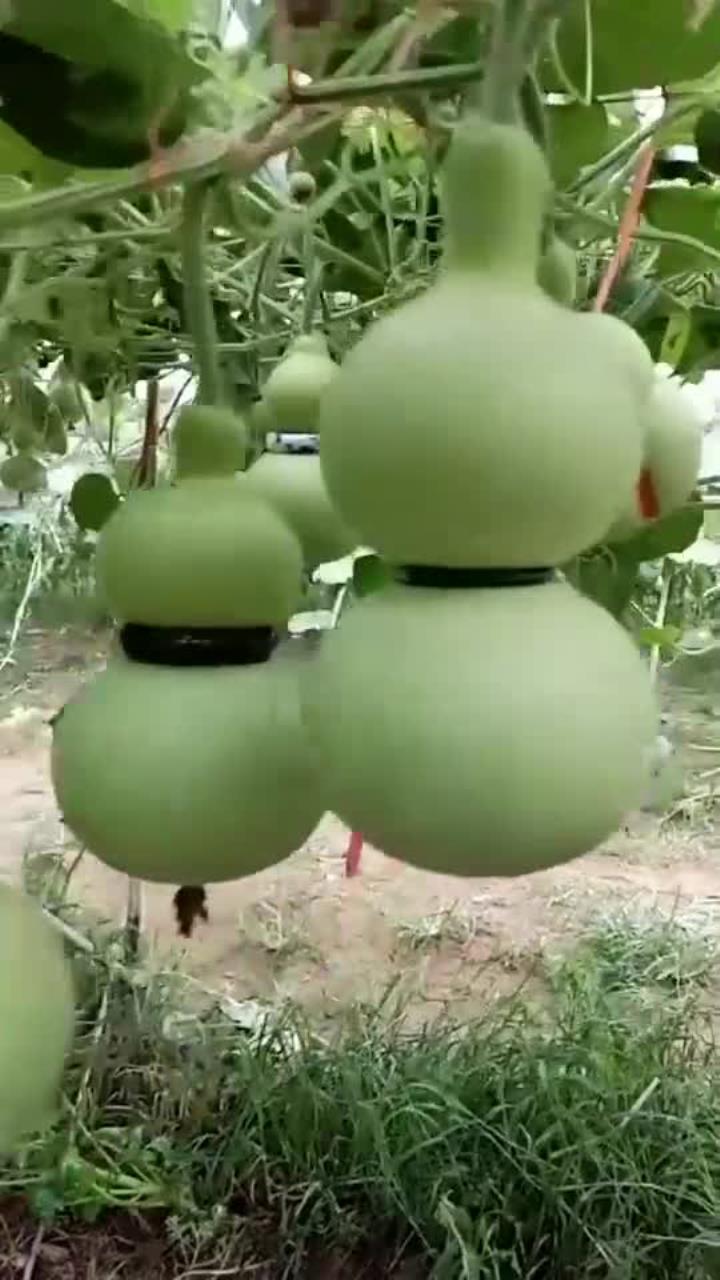 葫芦的寓意和象征如此美好,福禄双全,多子多福