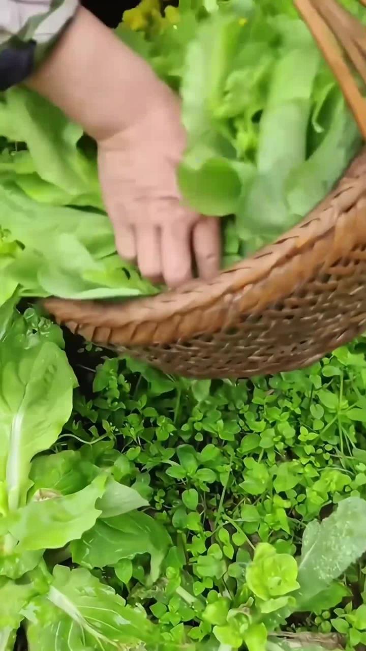 四季可种的白菜苔,阳台小院均可种植,炒吃,涮火锅都好吃