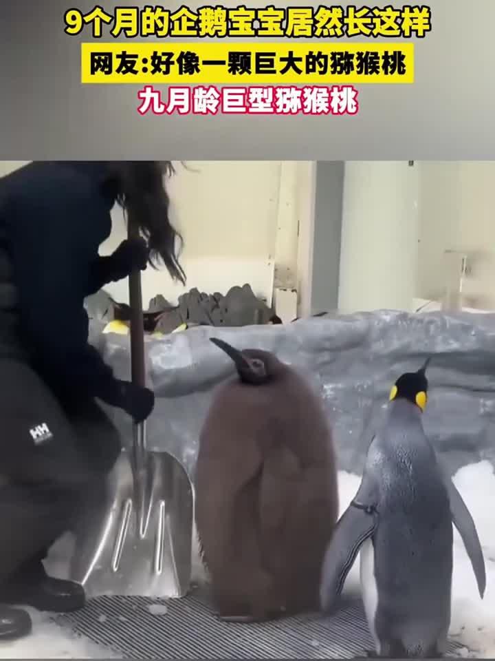 9个月的企鹅宝宝居然长这样