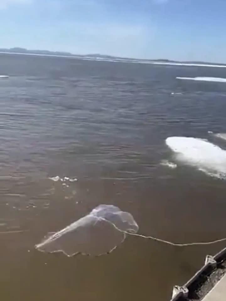 女子在海边撒网捕鱼