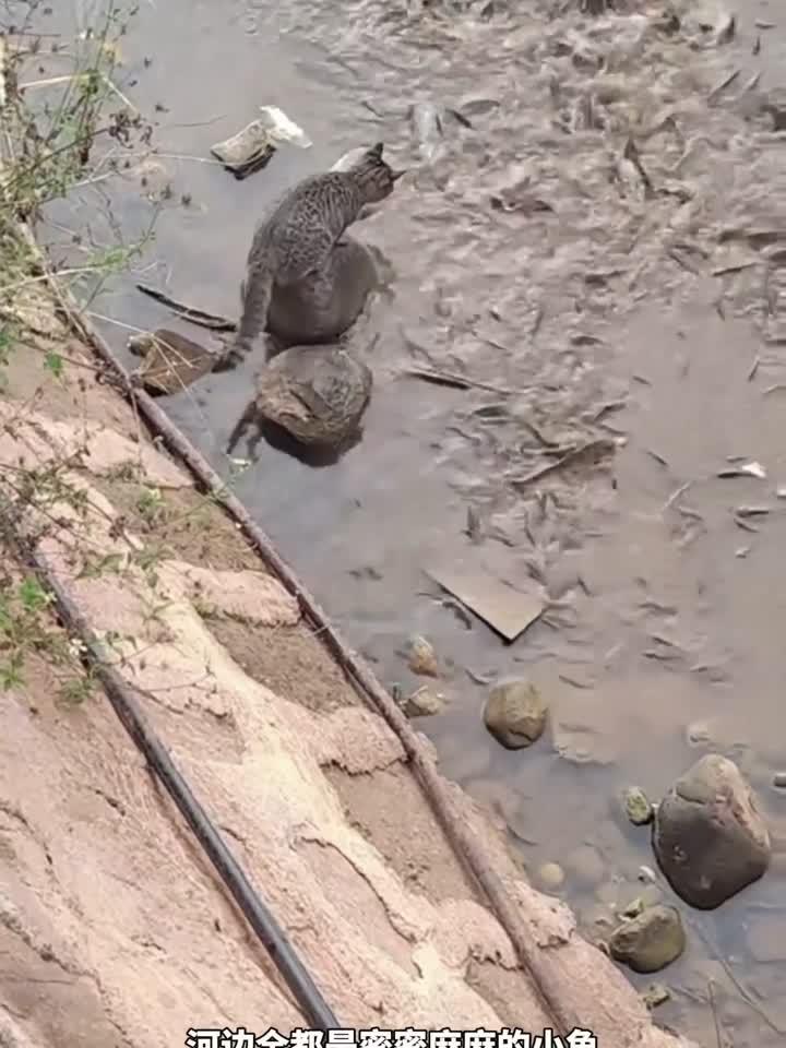 猫咪到河边抓小鱼
