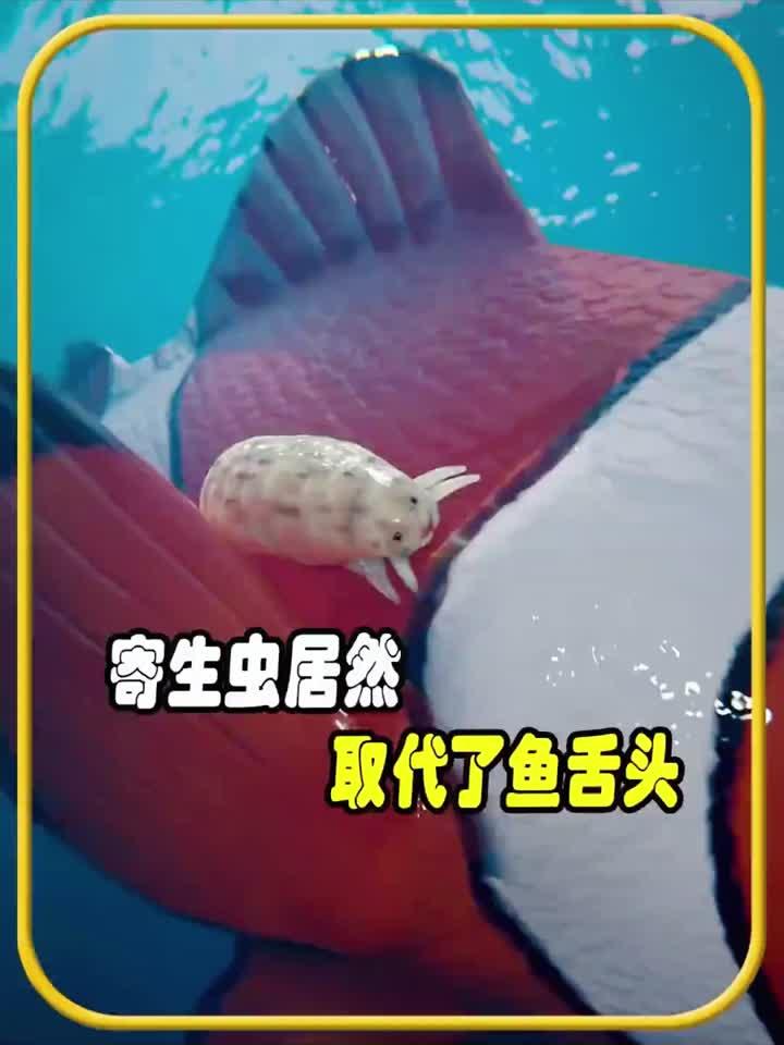 寄生虫取代了鱼舌头进食，值得一看