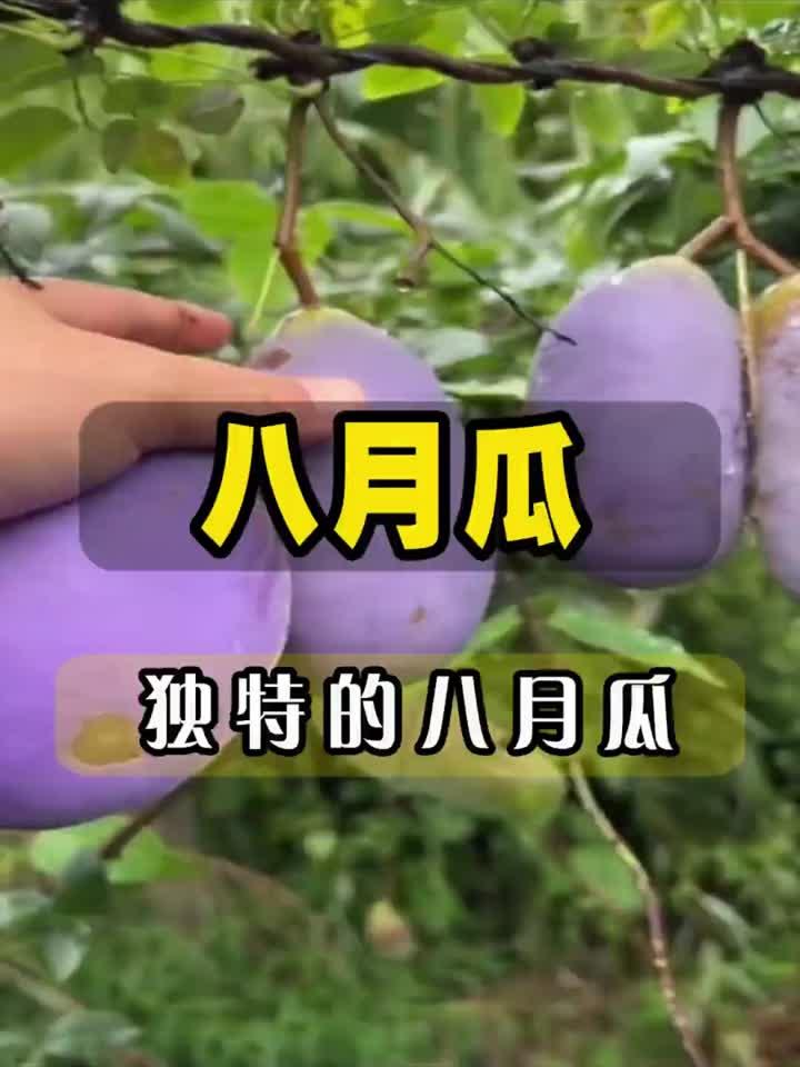 这是什么水果,这是八月瓜