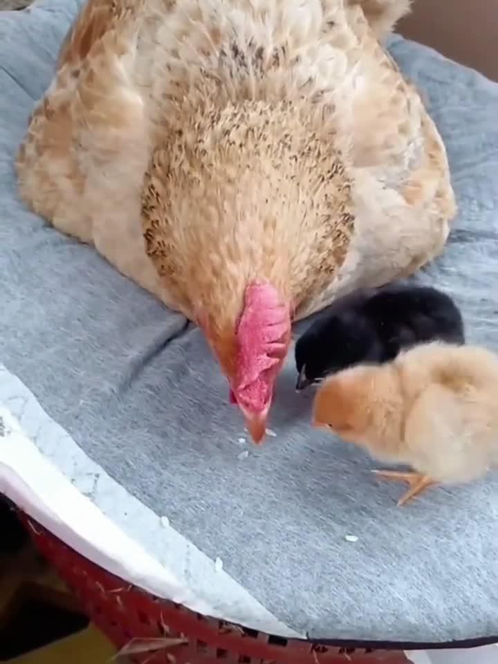 母鸡教小鸡如何觅食