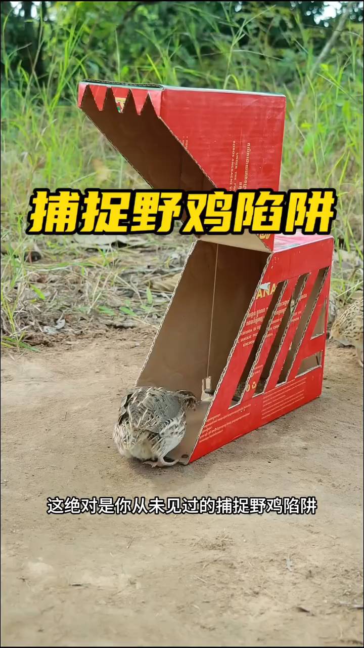 国外猎人使用纸箱制作陷阱,捕捉野鸡