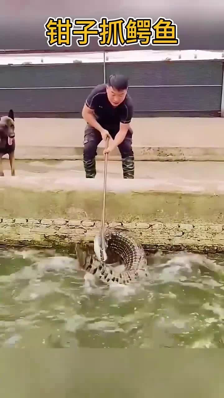 钳子抓鳄鱼,狗子居然也来帮忙