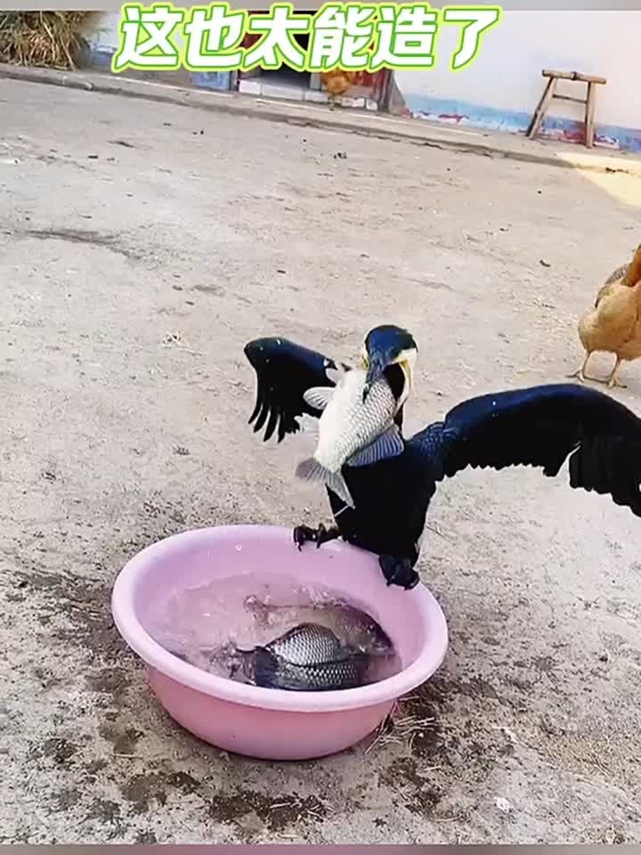 鸬鹚吃鱼是真的猛