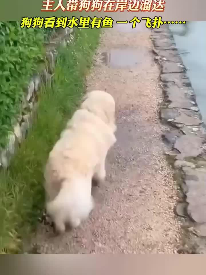 狗狗在岸边溜达,看见水里有鱼立马跳下去