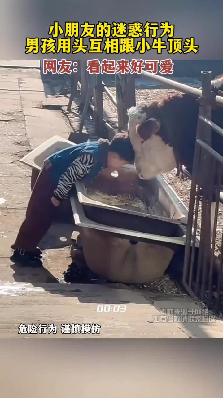 小朋友的迷惑行为,男孩用头互相跟小牛顶头