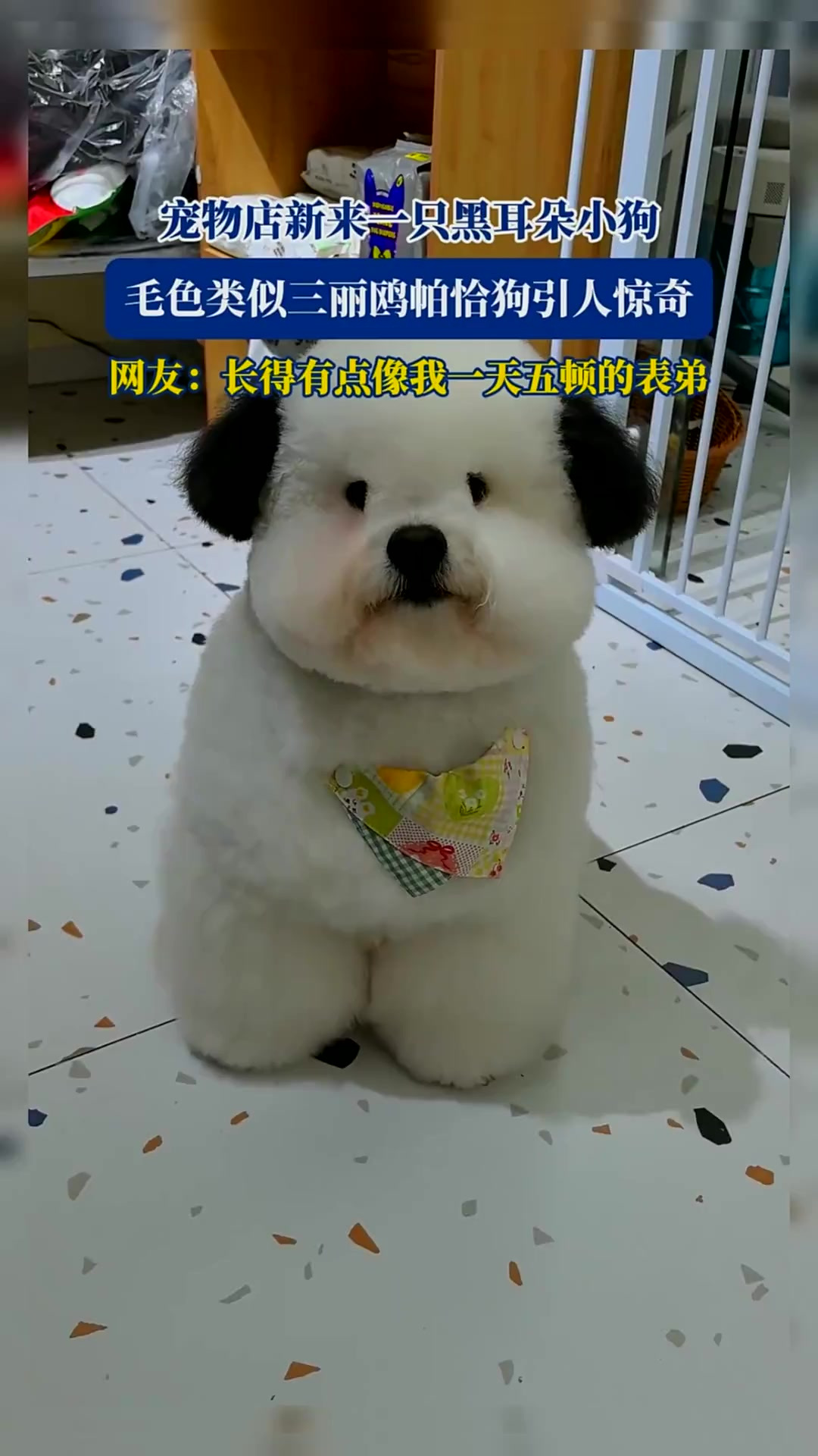 宠物店新来一只黑耳朵小狗,毛色类似三丽鸥帕恰狗引人惊奇