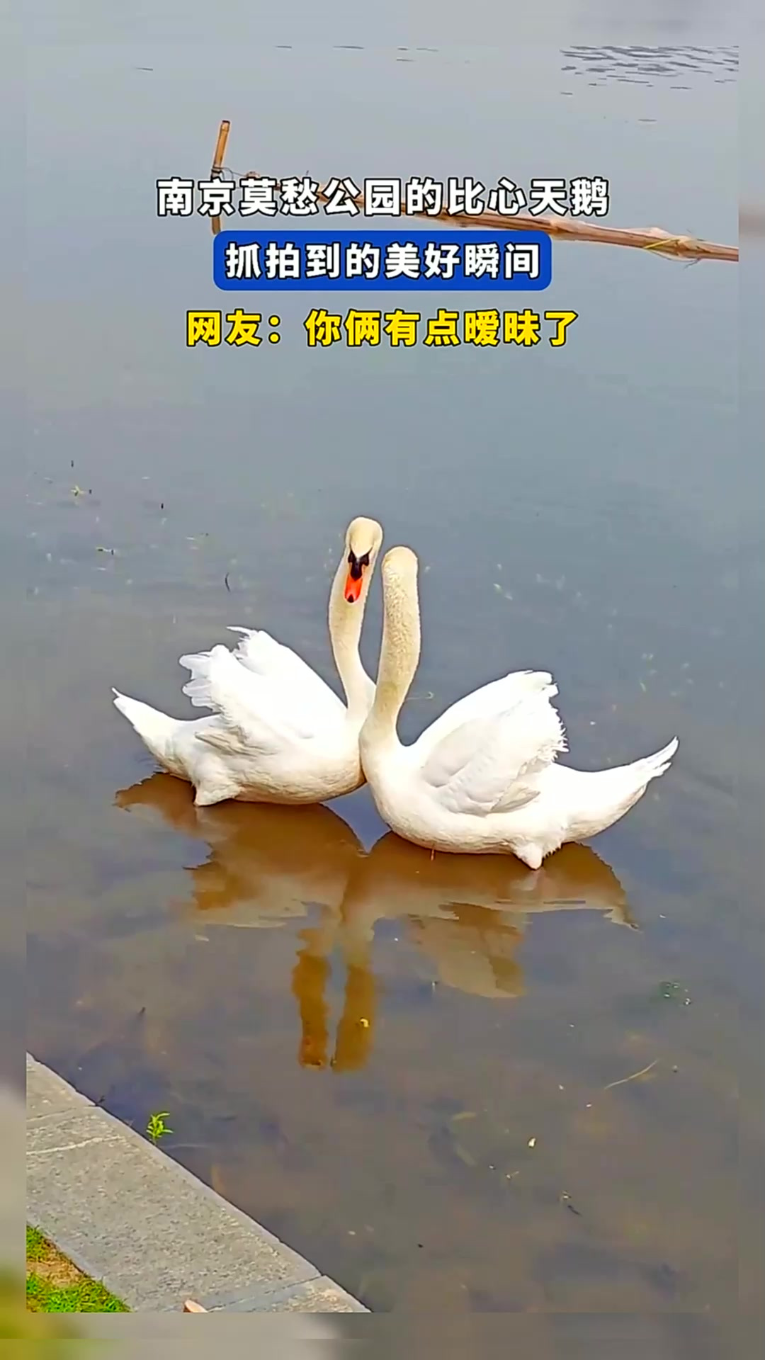 南京莫愁公园的比心天鹅,抓拍到的美好瞬间,网友:你俩有点暧昧
