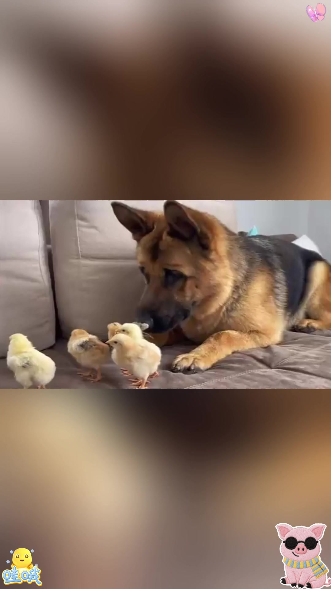 主人带回家几只小鸡崽，德牧自告奋勇帮忙照顾，结局太搞笑了