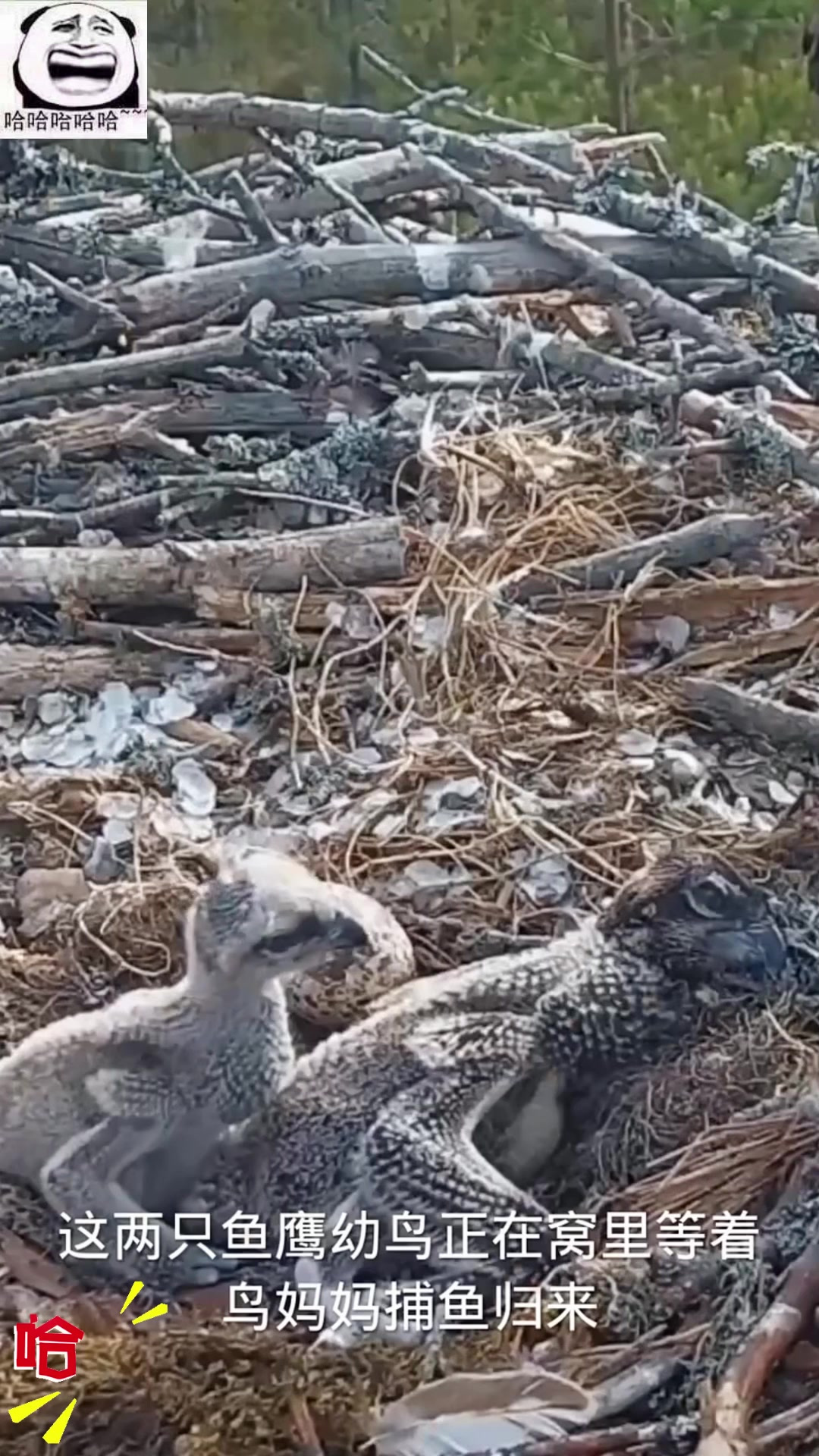 两只鱼鹰幼鸟等待食物时，竟然开始了窝里
