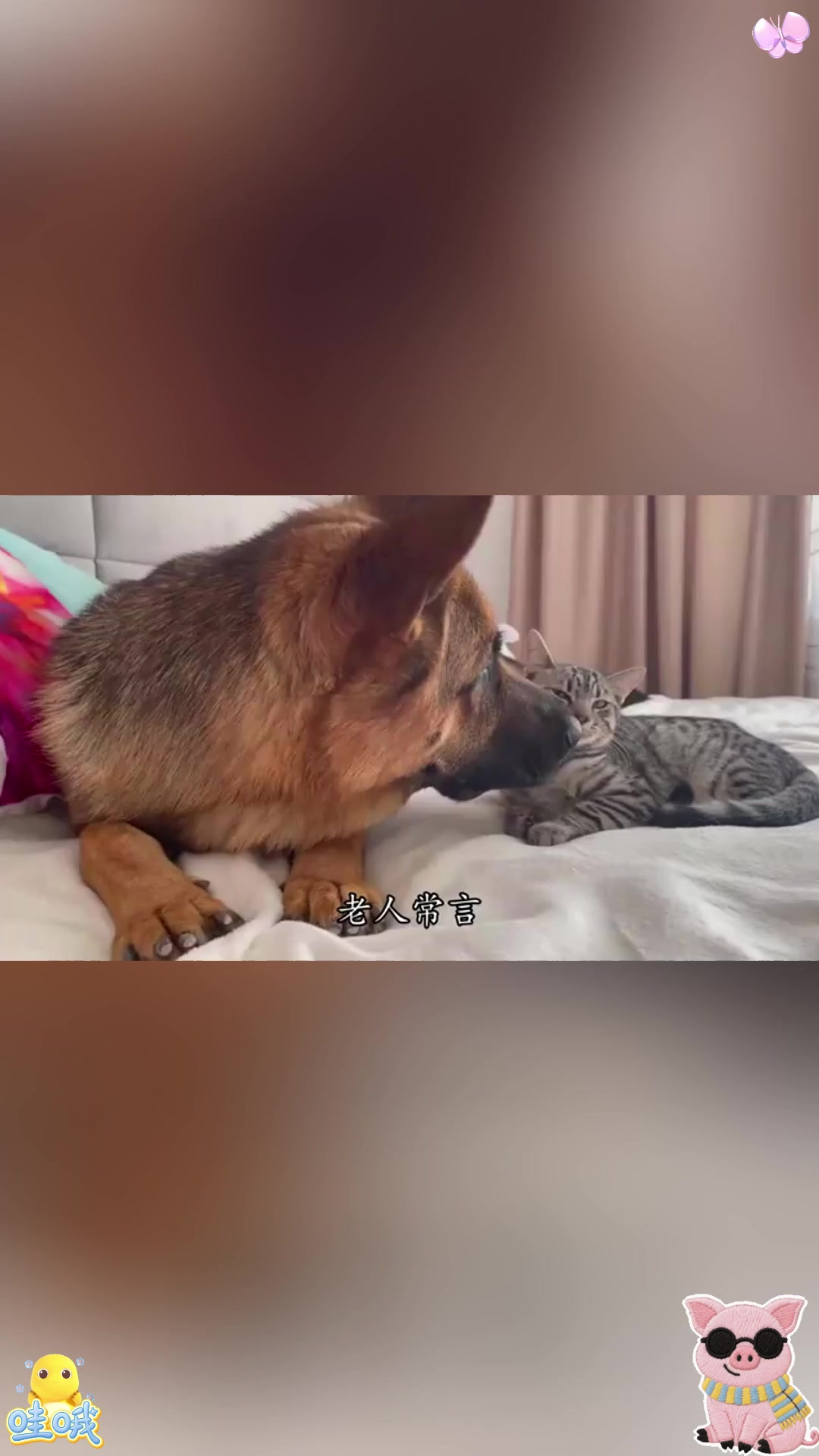 主人带回家几只小鸡崽，竟让德牧帮忙照顾，结局真是太搞笑了！