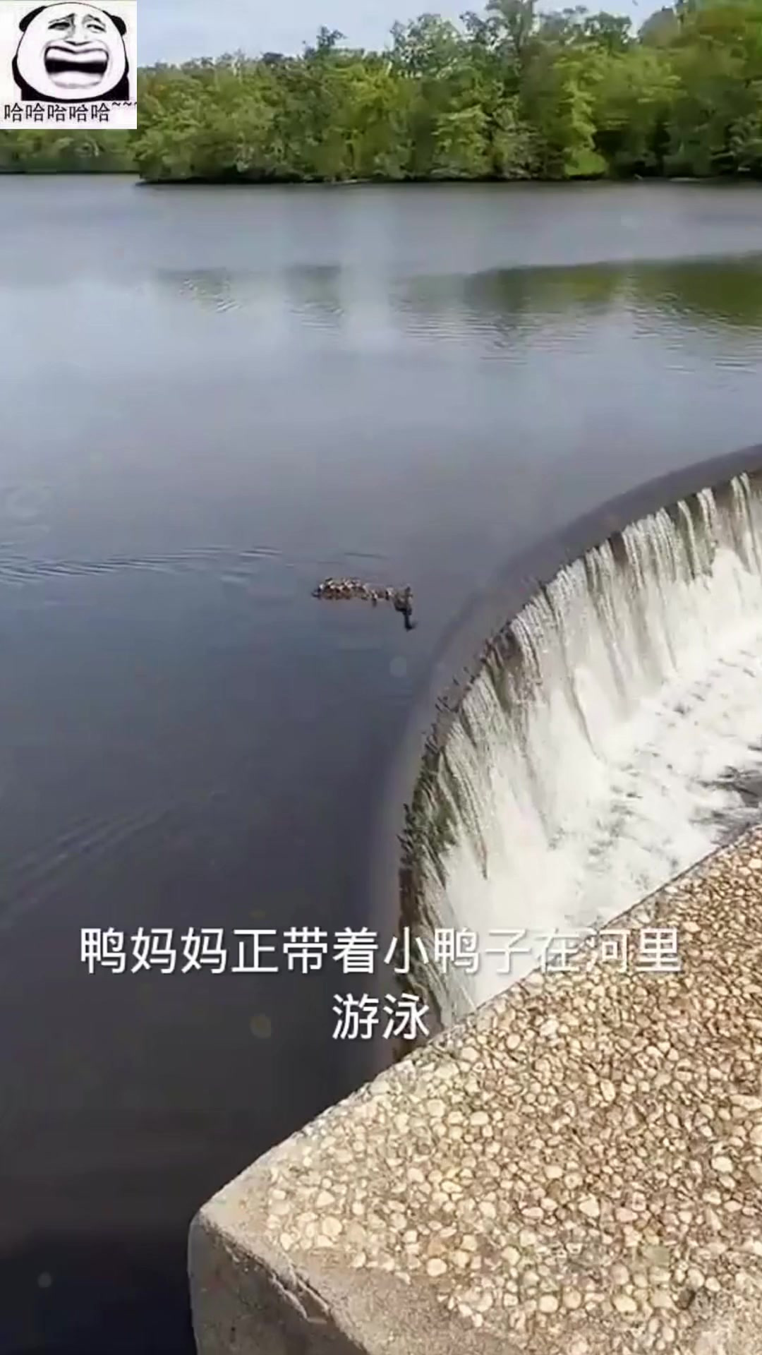 小鸭子不小心掉下瀑布，鸭妈妈义无反顾的跟了下