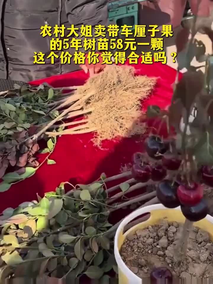 农村大姐卖带车厘子果的5年树苗58元一颗 这个价格你觉得合适吗?