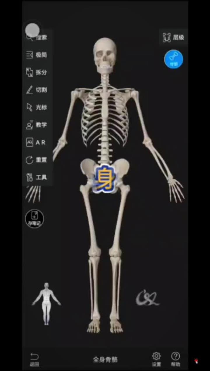 人体科学 医学生 运动解剖 锻炼 骨骼 人体解剖学