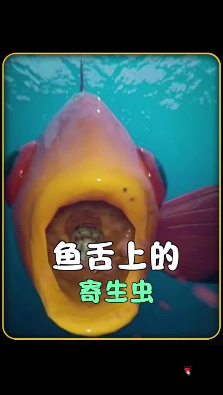 寄生虫鸠占鹊巢,顶替鱼舌直至鱼生命终结