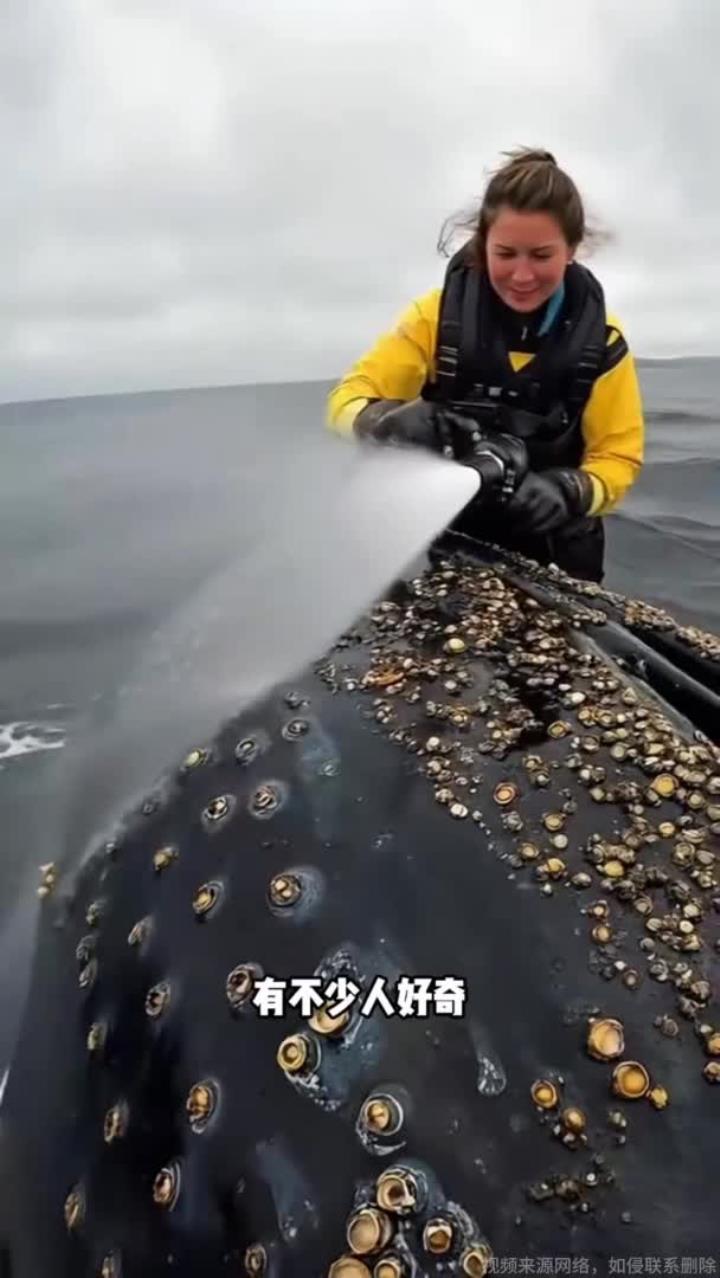 用高压水枪清理鲸鱼身上的藤壶