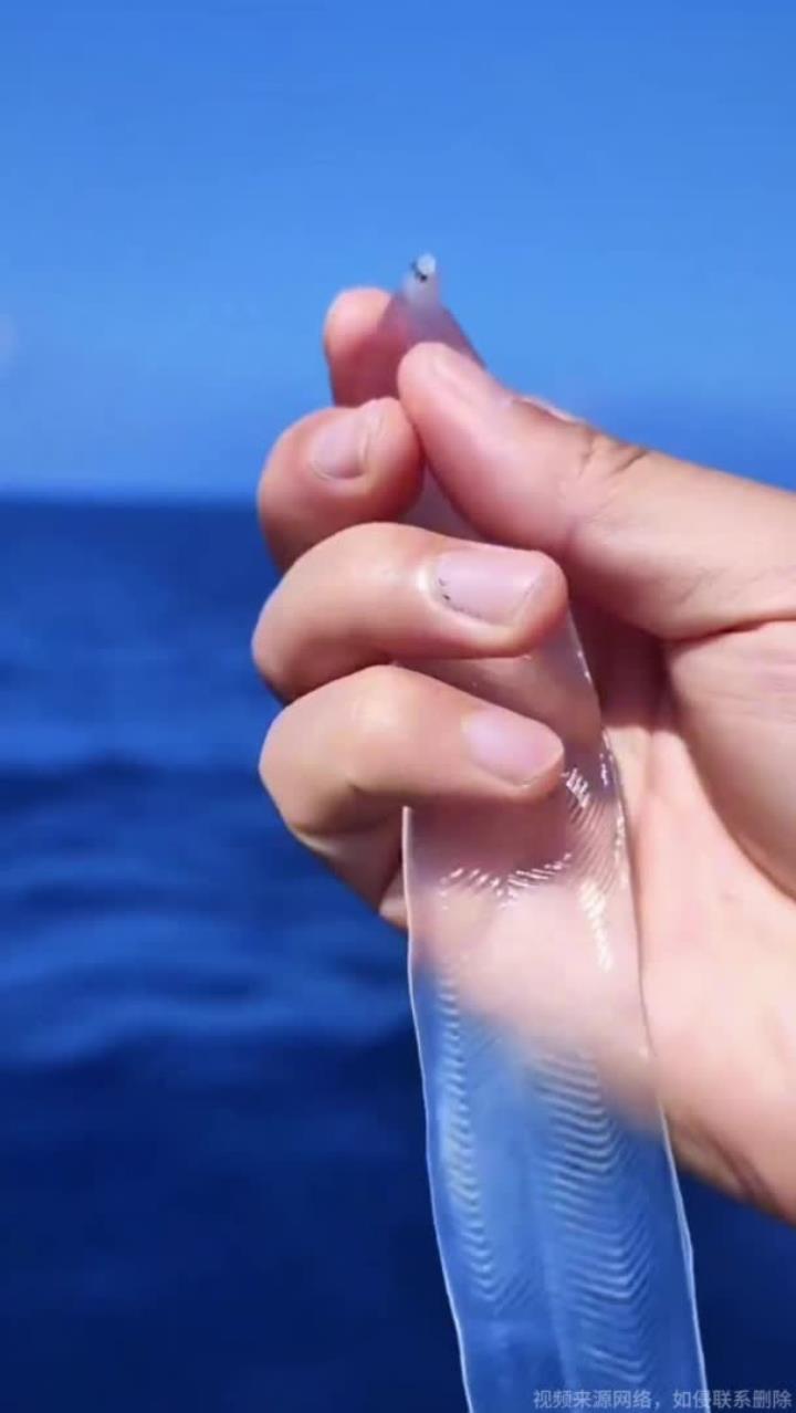 神奇的隐身鱼全身透明内脏清晰可见