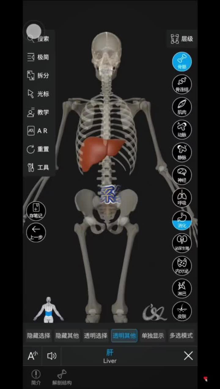 解剖学人体结构解剖人体维萨里3d解剖