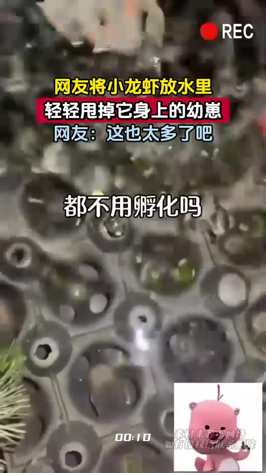 网友将小龙虾放水里,轻轻甩掉它身上的幼崽,网友 -这也太多了吧