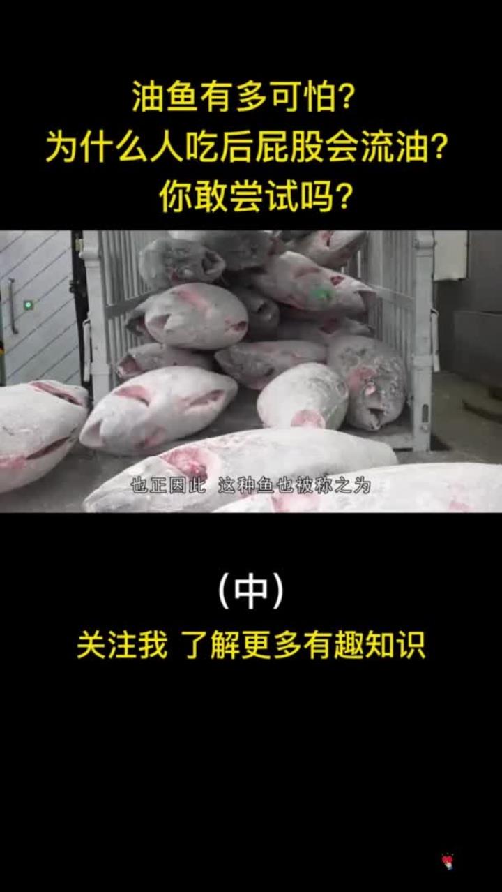 肉质鲜美的油鱼,为什么人吃后会屁股流油?你敢尝试吗?鱼 美食 油鱼 科普 (