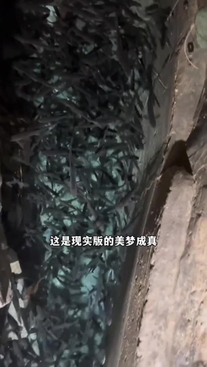 这神奇鱼泉的鱼究竟从哪里来的