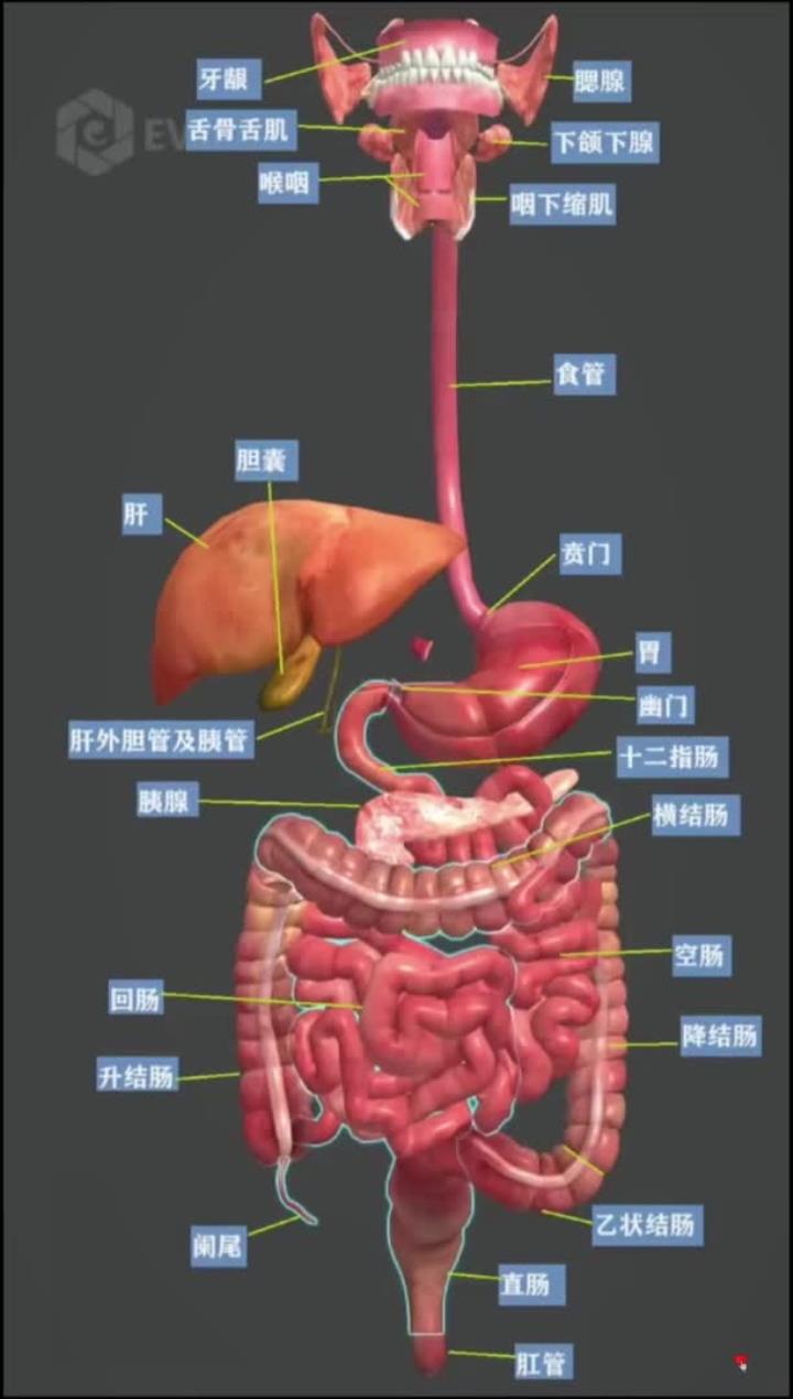 解剖医者仁心消化系统