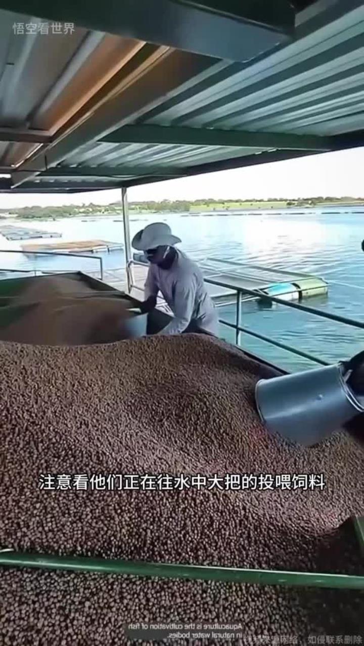 网箱养鱼