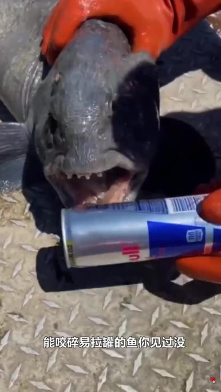 生活在海里的大西洋狼鱼，能咬碎易拉罐，咬合力有多么惊人？