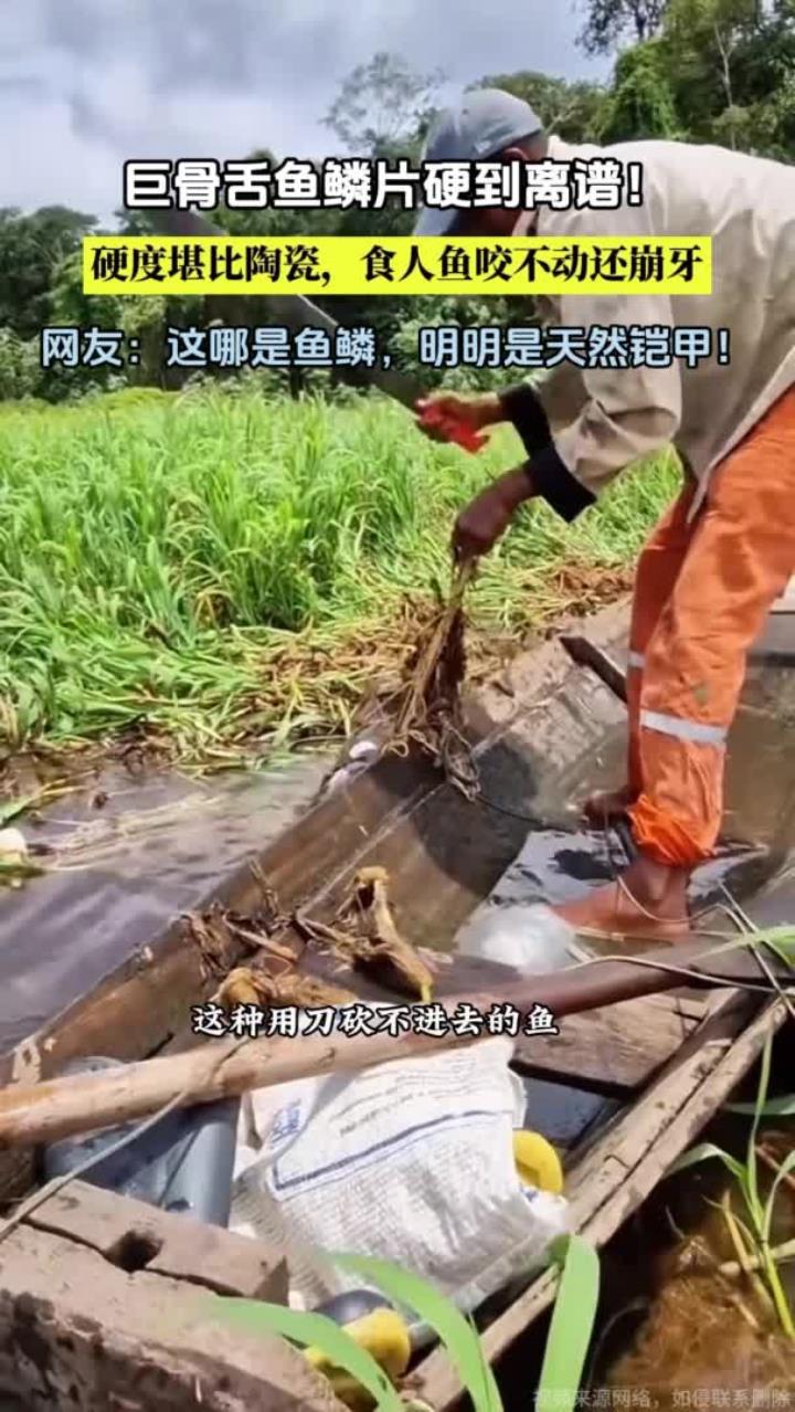 你们知道巨骨舌鱼的鳞片到底有多硬吗
