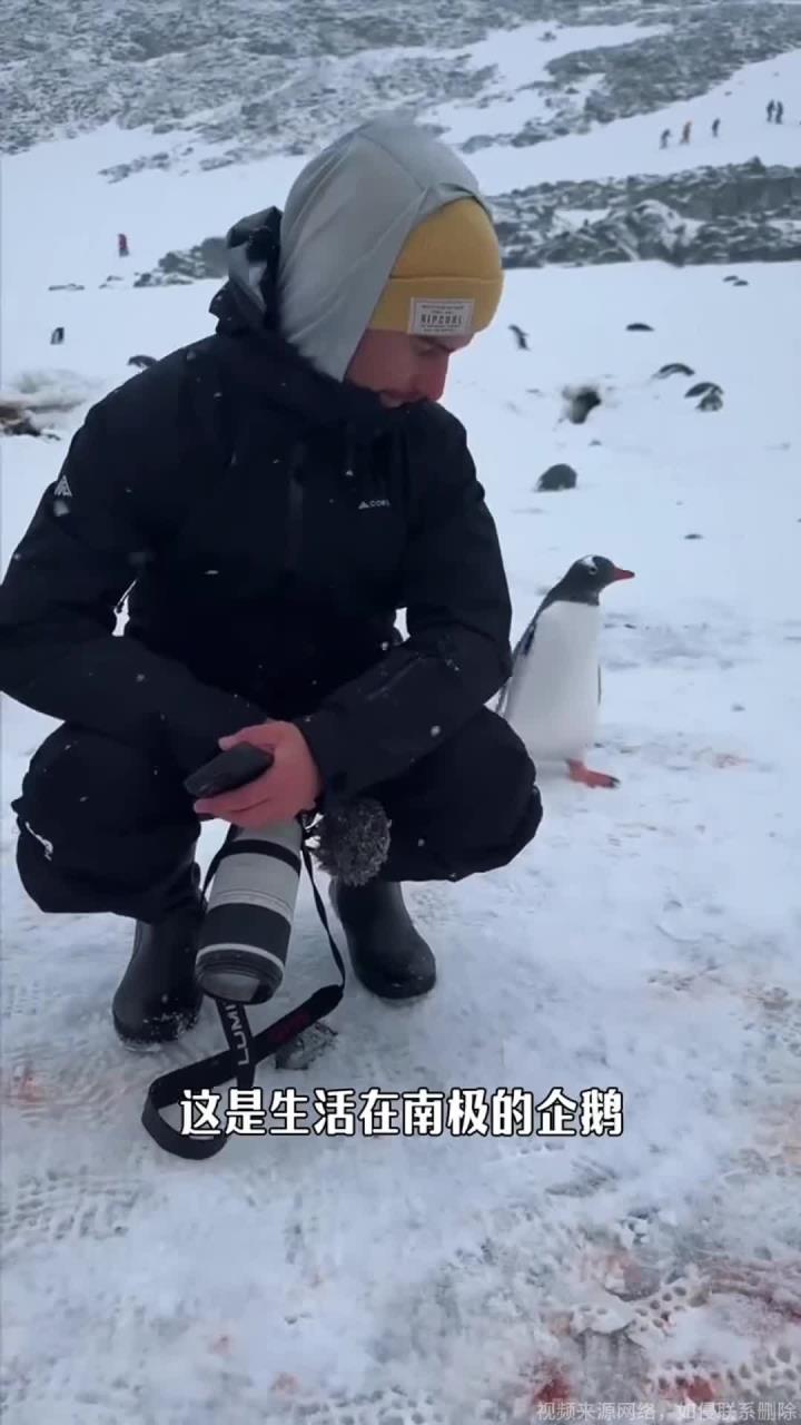 在南极为什么千万不要摸企鹅否则将面临最高50万罚款