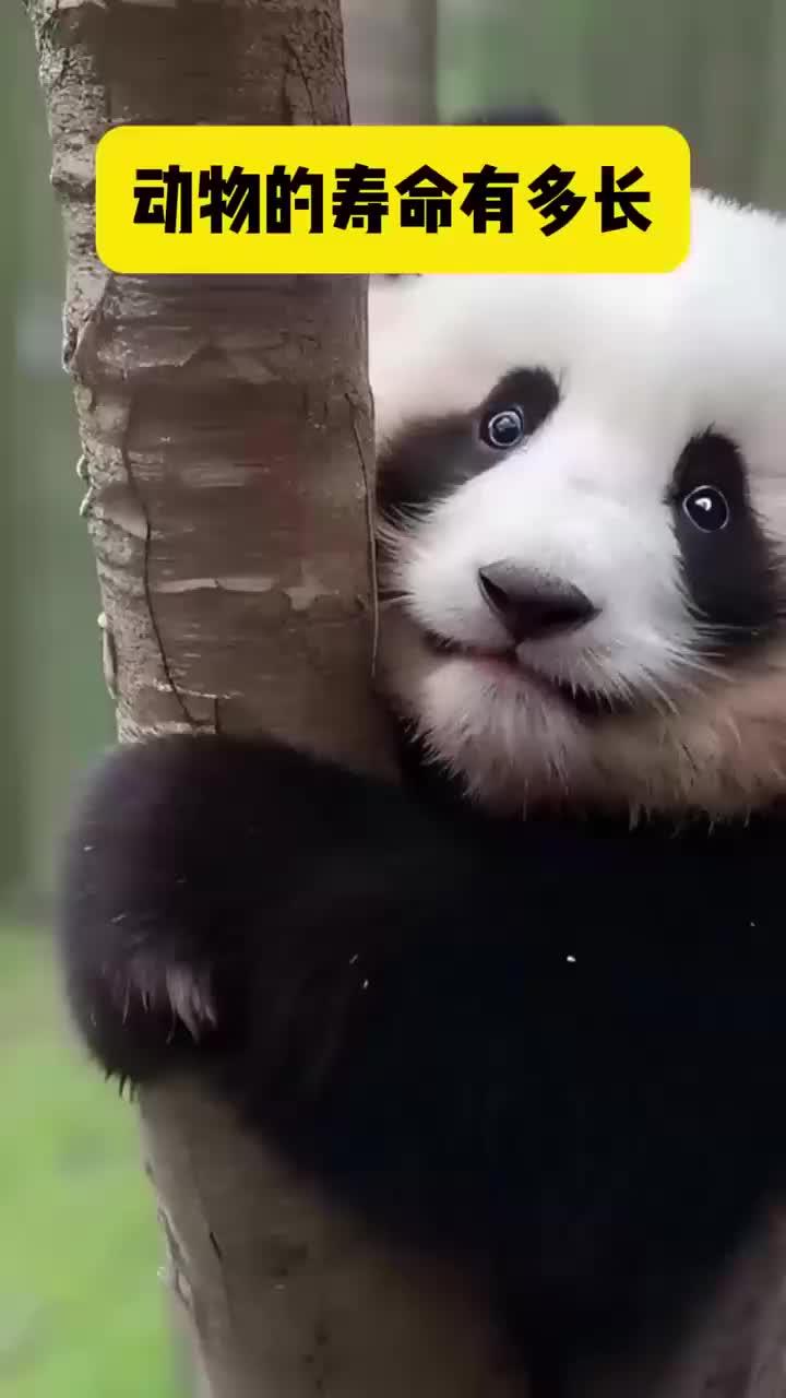 动物寿命有多长 你知道吗