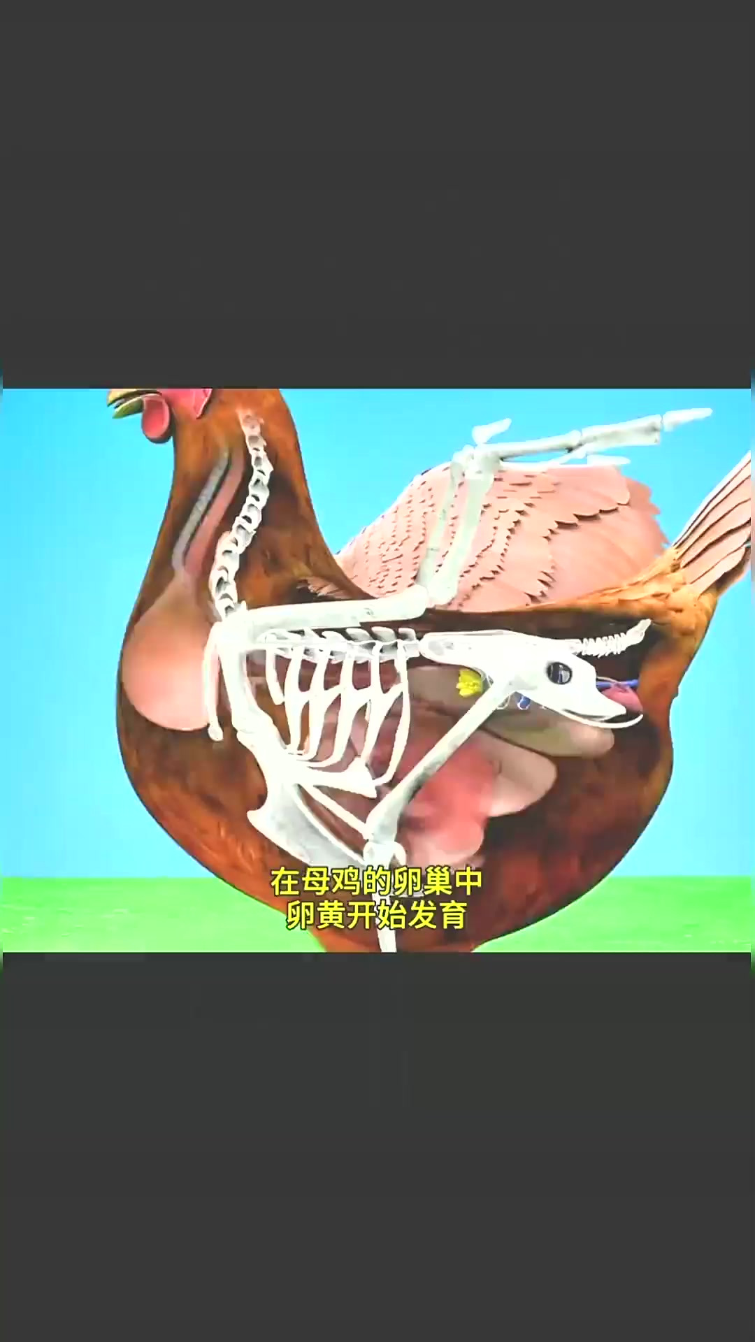 3D动画演示鸡蛋的形成过程