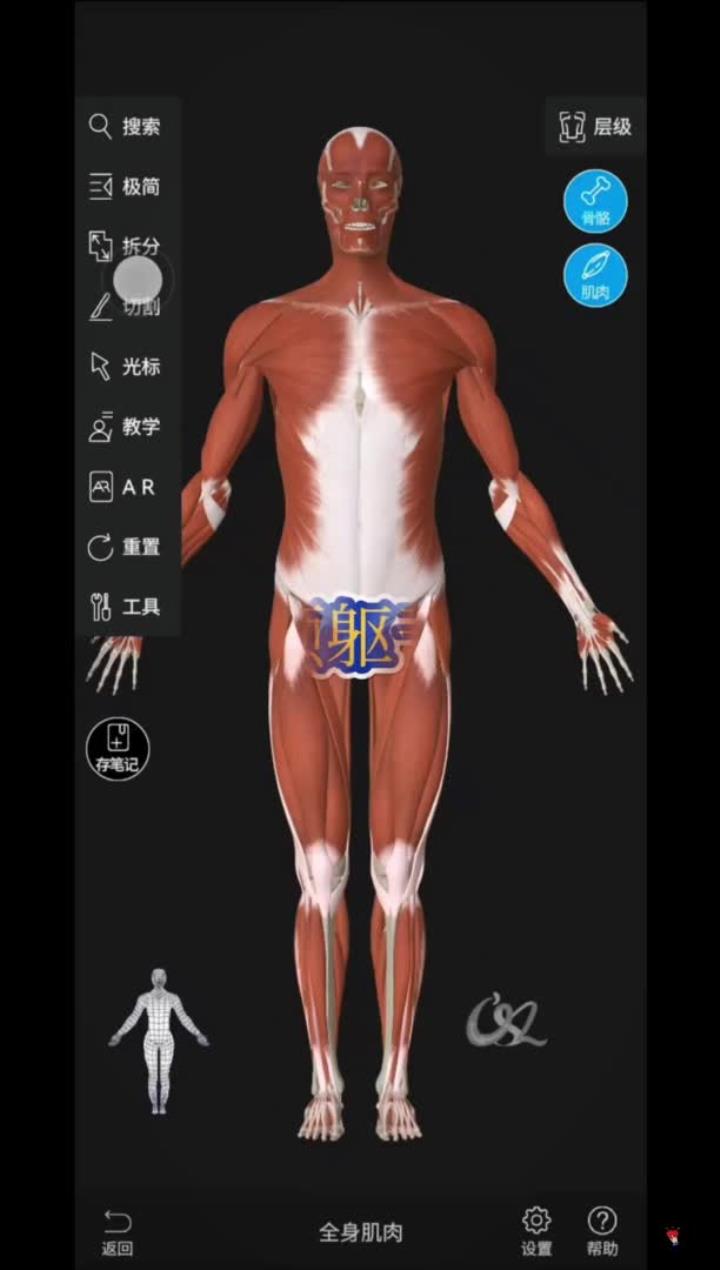 人体科学 医学生 运动解剖 健身 人体解剖学