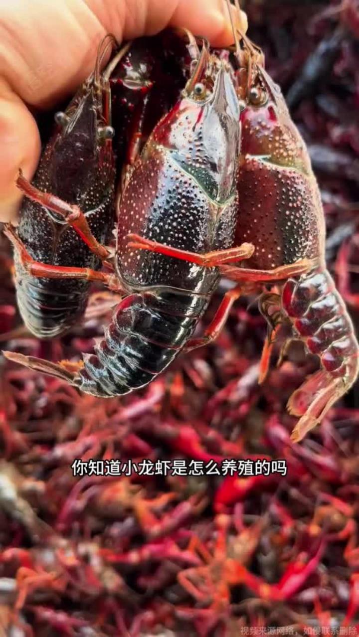 小龙虾养殖