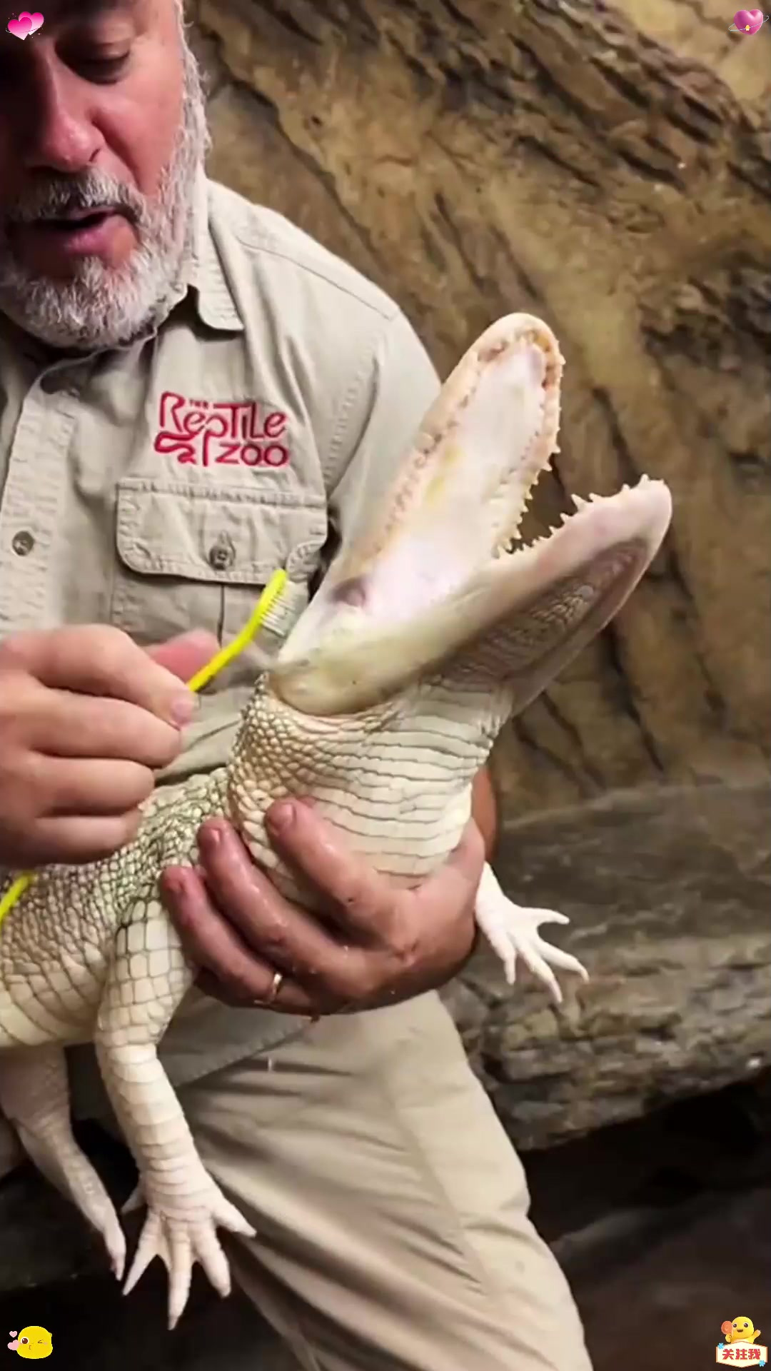 国外大叔给网红小鳄鱼洗澡