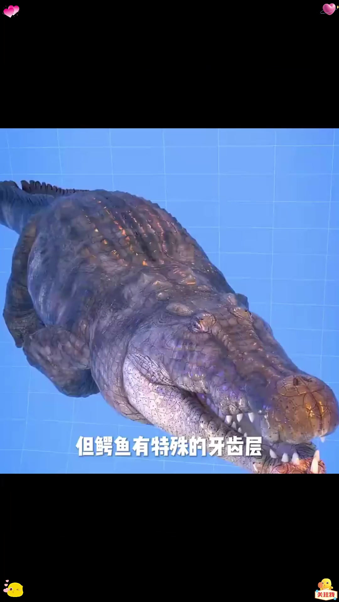 鳄鱼是如何长回牙齿的 奇怪的知识增加了