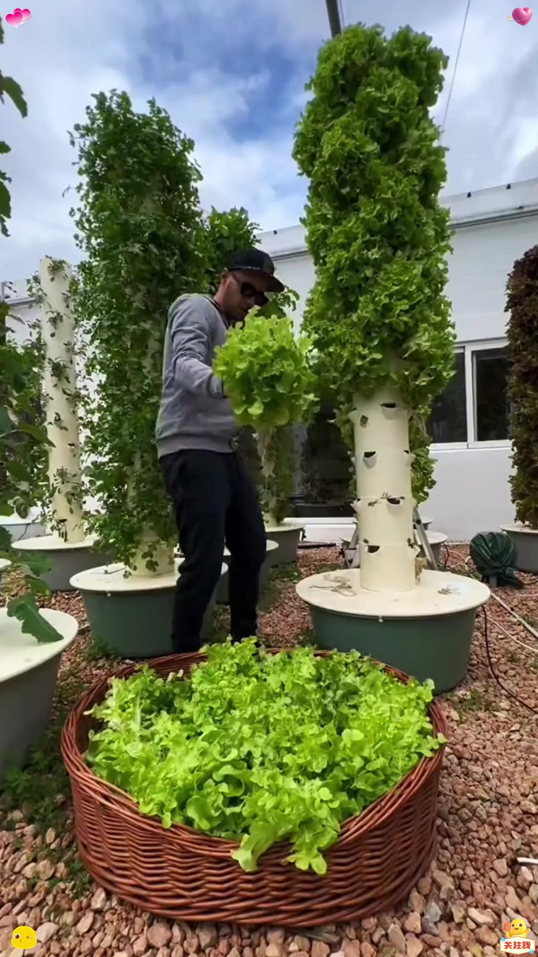 老外喜欢用管子来种植蔬菜
