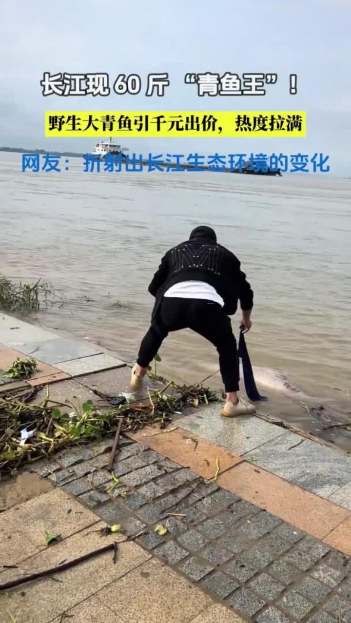 长江馈赠!60斤野生大青鱼上岸,这波收获也太顶了!