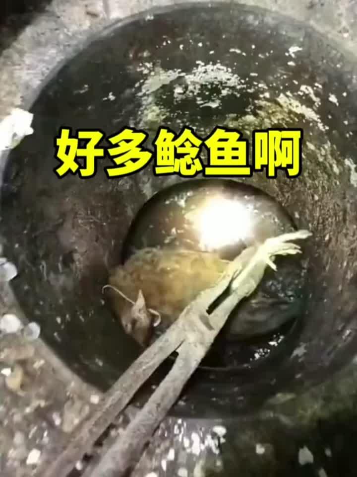 这大鲶鱼能吃吗?