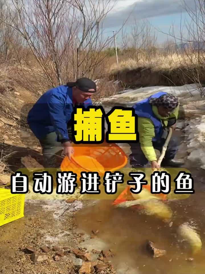 这些鱼排着队,一个个地游进了老哥的铲子里面,轻松收获一筐鱼