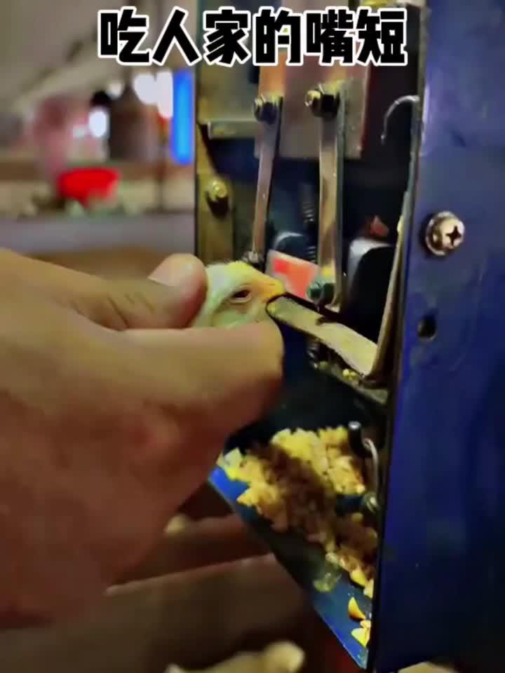 孵化场为啥把小鸡的嘴烫掉一截呢?有懂的吗